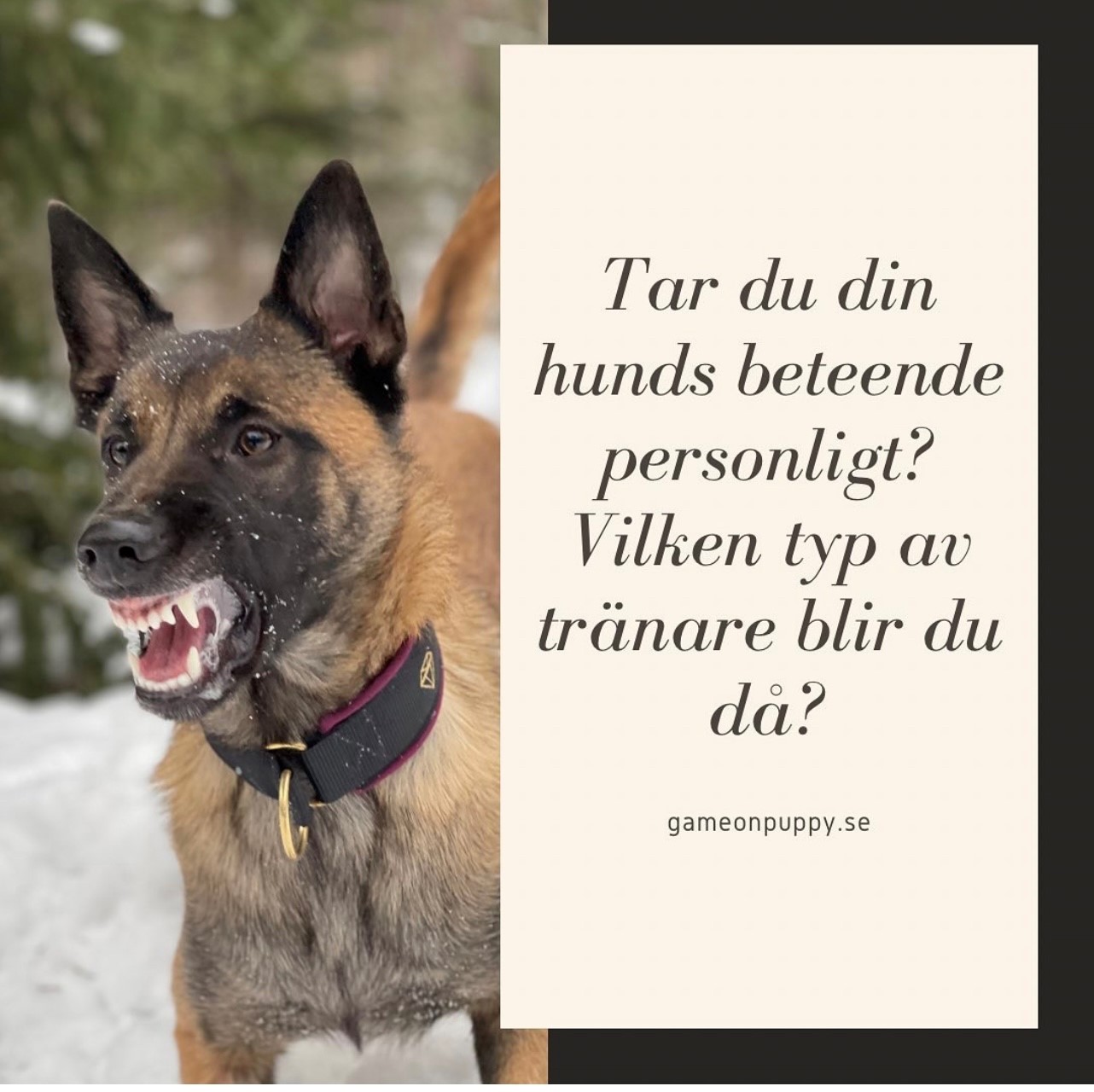 Tar du hundens beteende personligt?! – puppy